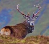 red deer