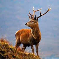 RedDeerStalkingScotland