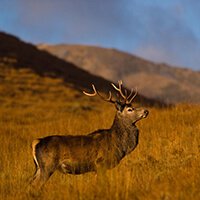 RedDeerStalkingScotland
