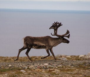 reindeer-hunting-1